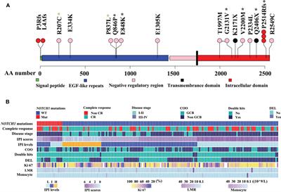 Clinical Features and Prognostic Significance of NOTCH1 Mutations in Diffuse Large B-Cell Lymphoma